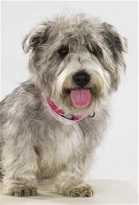 glen  imaal terrier history personality appearance health  pictures