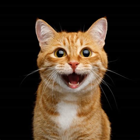 Smiling Cat Stock Photos Pictures And Royalty Free Images Istock