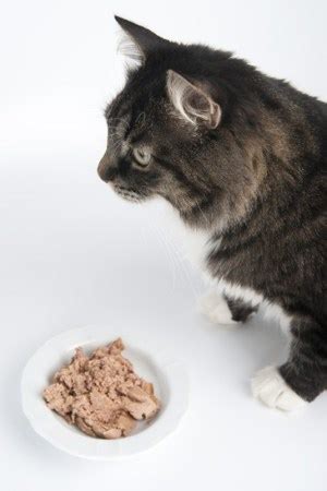 Maybe you would like to learn more about one of these? Best Wet Cat Food (BENEFITS + REVIEWS) That Cats Will Love!