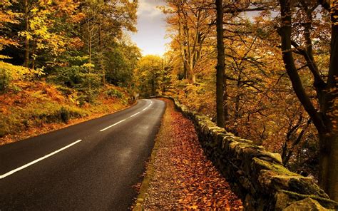 Online Crop Landscape Photography Of Road Between Trees During Autumn