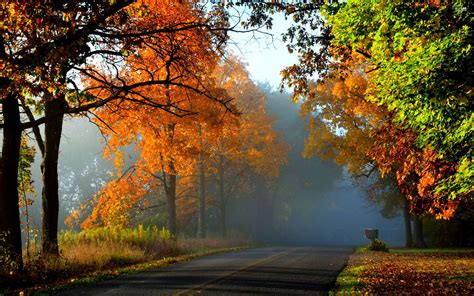 Landscape Nature Tree Forest Woods Autumn Road Path Wallpapers