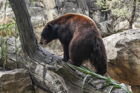 Houston Zoos New Black Bear Exhibit Promotes Conservation Awareness