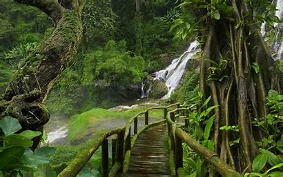 Waterfall Forest Background Tree Bridge Tropical Jungle