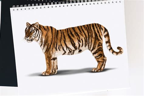Discover More Than 78 Tiger Sketch Drawing Super Hot Xkldase Edu Vn