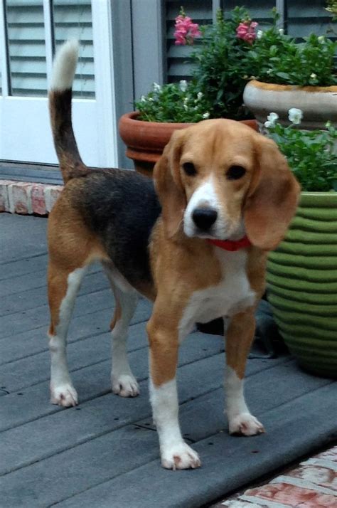By training in a family environment results are able to does your home and back yard look like a battle zone, does your dog chew the furniture. Beauty | Beagle puppy, Cute beagles, Beagle dog