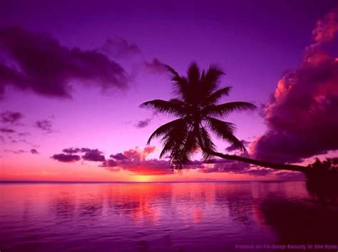Purple Pink Sunset W Palm Tree Photography Pinterest