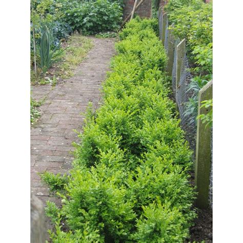 Box Hedge Plants Sale Box Hedging Plants Buxus Sempervirens