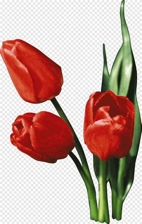 Tulip Flower Tulip Wikimedia Commons Color Png Pngegg