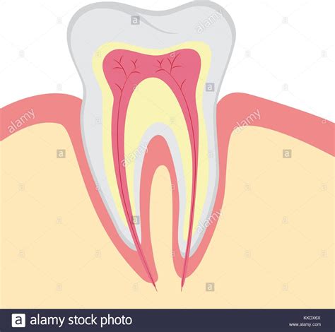 Structure Of Human Tooth Vector Illustration Stock Vector Image And Art