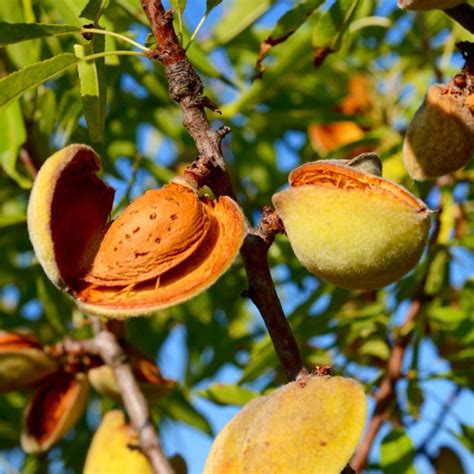 Almond Tree Halls Hardy Restoring Eden