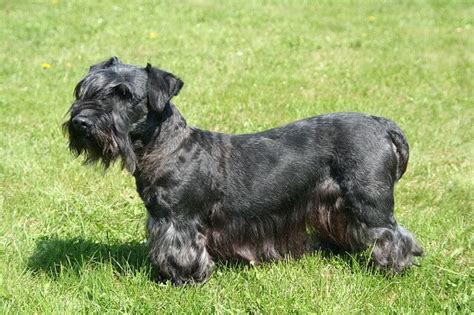 Cesky Terrier Dog Breed Info Guide And Care