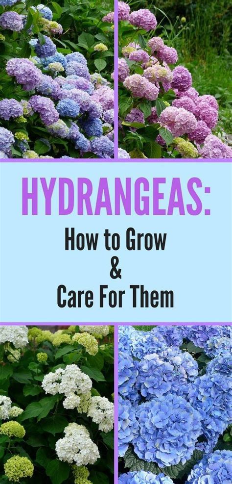 How To Plant Hydrangea A Comprehensive Guide Ihsanpedia