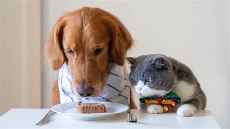 Can Cats Eat Dog Food A Vets Guide To Whether Dog Food Is Safe For