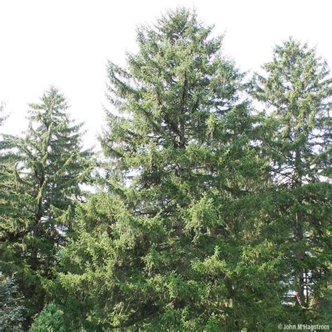 Its pyramidal form has a graceful appearance because of fast growing; Norway Spruce Tree on the Tree Guide at arborday.org