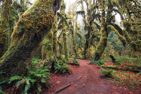 Hall Of Mosses Trail In The Hoh Rainforest Fall Explorest
