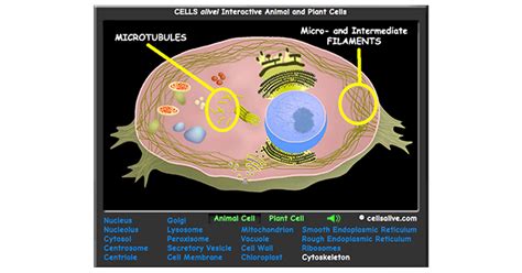 Interactive Eukaryotic Cell Model