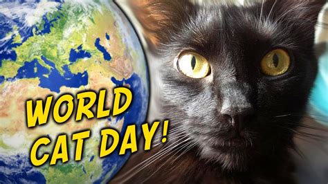 More than 200 kittens were adopted in the first month. National Cat Day! - YouTube