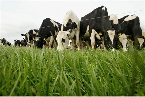 High Uptake Level Of Tams Dairy Equipment Scheme Agrilandie
