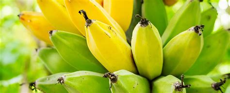 Unripe Banana Benefits
