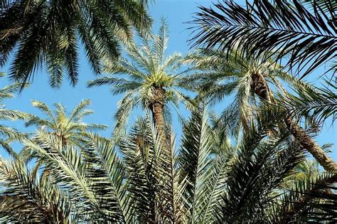 Eden Palm Tresors De Loasis Tozeur All You Need To Know Before You Go