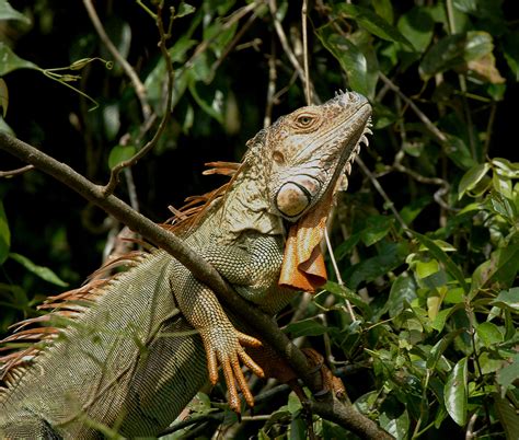 The next 2 pests are caterpillars which mean they eat like crazy. What Eats Iguanas?