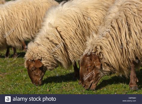Hausschaf Domestic Sheep Stockfotos & Hausschaf Domestic Sheep Bilder - Seite 2 - Alamy