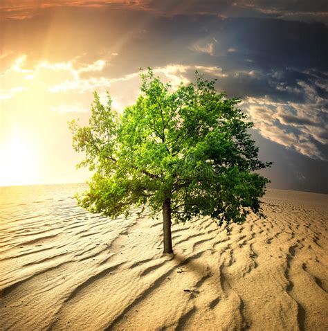 Green Tree In The Desert Stock Photo Image Of Dramatic 31007108