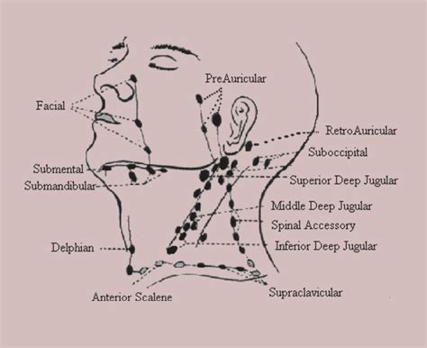 Cervical Lymph Nodes Anatomy Diagram Location