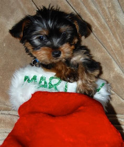 They get along with other dogs and love kids. Morkie Puppies For Sale | Cleveland, OH #79745 | Petzlover