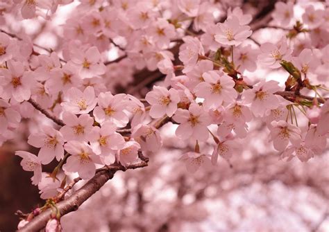 Cherry Blossoms 4 Free Stock Photo Freeimages