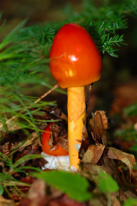 CaesarMushroom - New Hampshire Mushroom Company