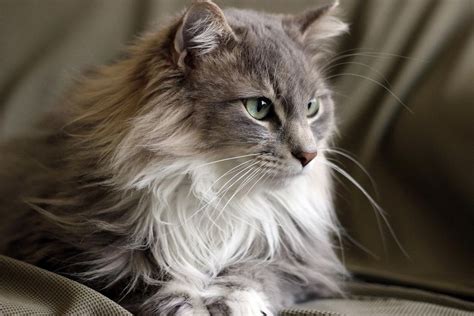 10 Cute Maine Coon Cats And Kittens