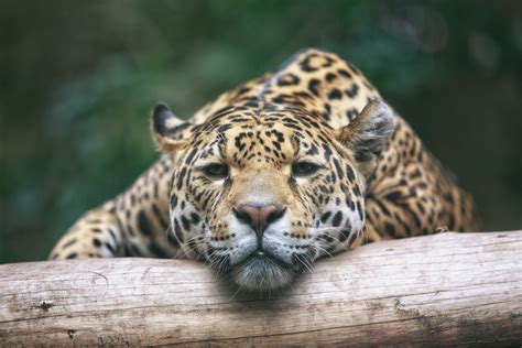 Sleeping Leopard By Lovesmp On Deviantart