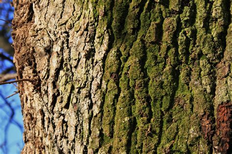 Moss On Tree Bark Free Stock Photo Public Domain Pictures