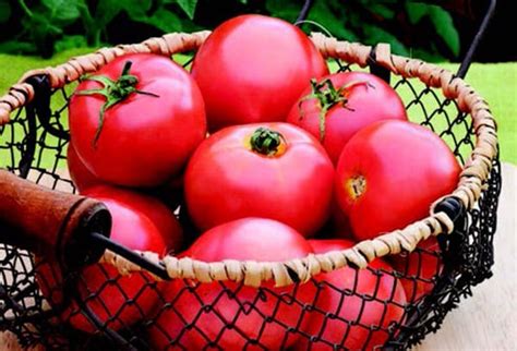 New Girl Hybrid Tomato Vff Seeds — Seeds N Such