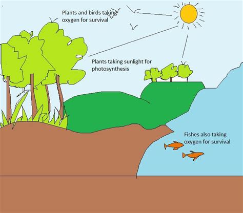 Draw A Diagram That Shows The Relationship Between Biotic And Abiotic