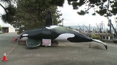 Community Hopes Fake Killer Whale Can Scare Sea Lions