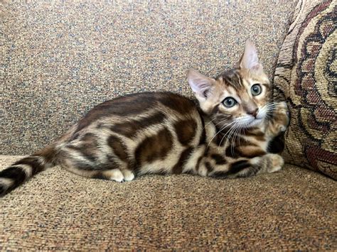 How To Teach Your Bengal Cat To Fetch Catsinfo