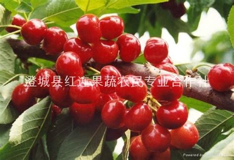 Cherry China Manufacturer Fruit Agricultural Products And Resources