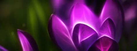 Purple Fire Flower Htc Wallpaper Flower Wallpaper 832