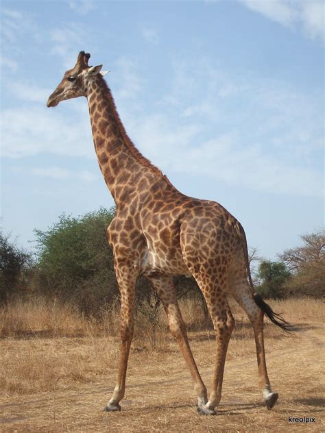 Sénégal Girafe Animals Animals Wild Giraffe