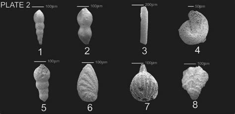 Benthic Foraminifera Present In The Studied Rocks 1 Nodosarella