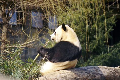 Panda Free Stock Photo Public Domain Pictures