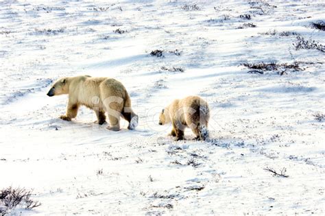 Two Polar Bears Stock Photo Royalty Free Freeimages