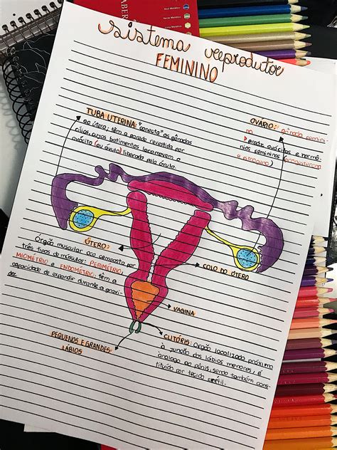 Mapa Mental Anatomia Do Sistema Reprodutor Feminino Mamas E Ciclo