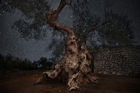 Beth Moon S Photographs Of Ancient Trees Under Night Skies Are Magic