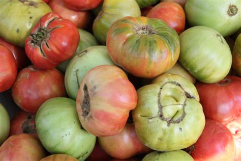 Tomato Fruits Feedipedia