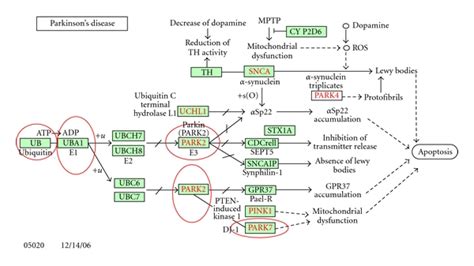 Parkinson S Disease Pathway From The Kegg Disease Database Proteins