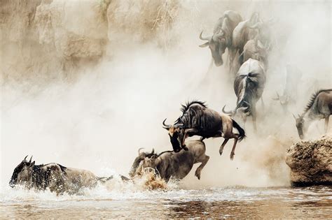 The Great Migration Africa African Travel Specialists