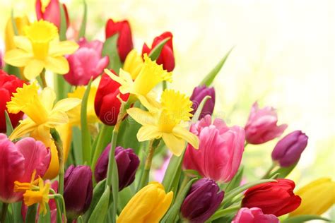 Tulips And Daffodils Stock Photo Image Of Cheerful April 29004116